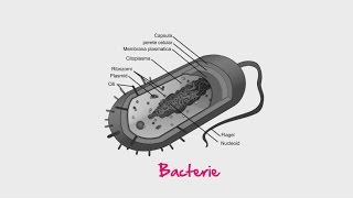 Biologie Bacterii  WinSchool [upl. by Anissej]