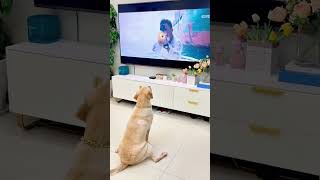 Dogs watch TV and get scared funnyvideos dog funny [upl. by Jessee60]