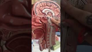 Diencephalon Anatomisi [upl. by Dnartreb]