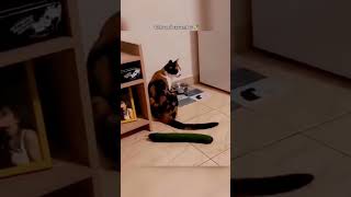 Cats vs Cucumbers fyp fypcats cats cat catsarefunny DailyDoseofYoutube funny animals [upl. by Davide]