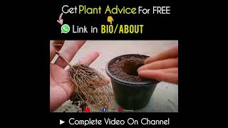 African Daisy Plant Short Intro amp How to Grow it [upl. by Attesoj288]