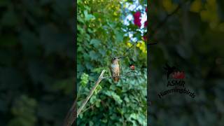 Tiny chirper ✨ asmr hummingbirds allenshummingbird [upl. by Hteazile221]