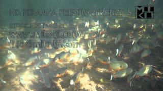 PIRANHA FEEDING FRENZY 14 HD [upl. by Imuya]