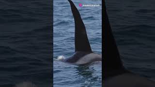 Orcas and Humans Myths and Realities [upl. by Atekan]