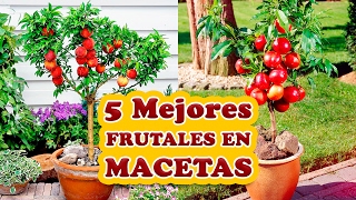 Los 5 Mejores Árboles Frutales para Cultivar en Macetas [upl. by Ennaegroeg]