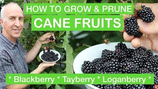 HOW TO GROW amp PRUNE CANE FRUITS  Blackberry Loganberry Tayberry – Full StepByStep Pruning Guide [upl. by Olihs773]