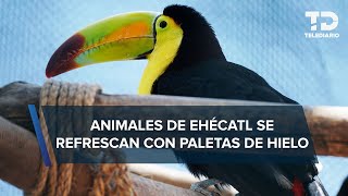 Parque Ecológico Ehécatl implementa medidas para proteger a 530 animales ante la ola de calor [upl. by Eadmund]