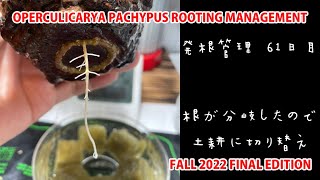 OPERCULICARYA PACHYPUS ROOTING MANAGEMENT FALL 2022 FINAL EDITION [upl. by Button]