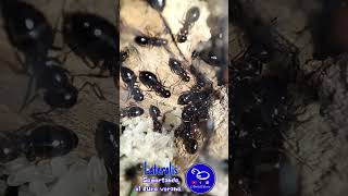 Camponotus Lateralis aguanto el duro verano shorts shortsvideo short camponotus lateralis [upl. by Darach]