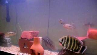 Midas Cichlid Zebra Tilapia Amphilphus Chancho Jaguar Cichlid Dovii [upl. by Hakan]