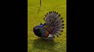 Ocellated turkeyrameezhafeez privetminizoo petsplanet petshop animallover [upl. by Crean]