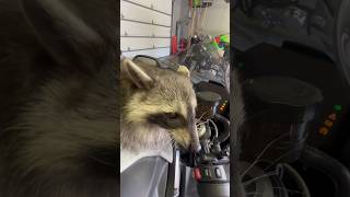 Raccoon Turns On S1000rr [upl. by Tacy]