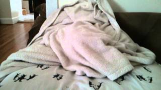 Dog under a blanket [upl. by Faruq]