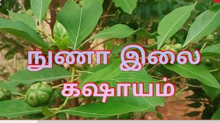 நுணா இலை கஷாயம்Manjanathi Ilai  Nuna leaves  Nuna ilaiநுணா இலை [upl. by Rech634]