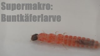 Supermakro Buntkäferlarve [upl. by Angel673]