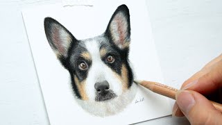 A miniature corgi drawing tutorial  Colored Pencils for Beginners [upl. by Ramyaj]