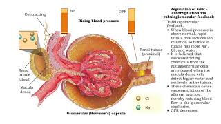 Regulation of GFR autoregulation via myogenic mechanism Myogenic mechanism [upl. by Bunde215]