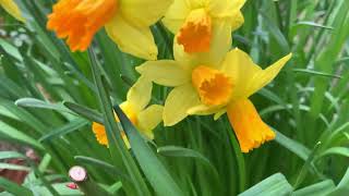 A visit to Barnsdale Gardens with Mum [upl. by Eelyek]