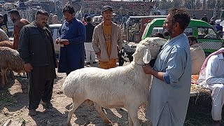 Turkey Dumbe  Live Soda  Qurbani 2024  Bakra Mandi   Mawashi Mandi Roadies Tv  Wednesday [upl. by Akyssej706]