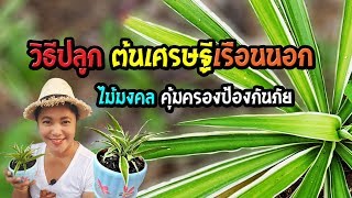 วิธีปลูกต้นเศรษฐีเรือนนอก ไม้มงคลคุัมครองป้องกันภัยเปิดโลกต้นไม้ Ep3 Aranya Channel [upl. by Hakkeber]