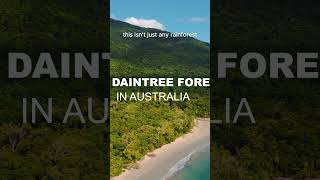 Taiga Forest  Daintree Forest  Most Ancient Forests  Documentary  Mysterious Woods [upl. by Segal]