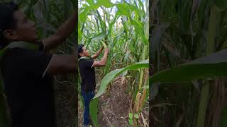 Cortando Elotes Chimaltenango Guatemala [upl. by Wilmar]