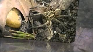 Carolina Wolf Spider Eats Grasshopper [upl. by Perlman]