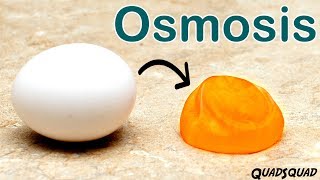 Eggs and Osmosis  A Fun Science Experiment [upl. by Ayeki474]