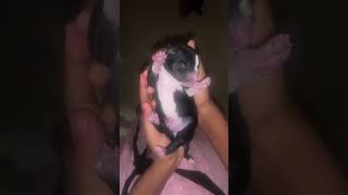 Cute new born puppy 🐶🥰 cute puppy cuteanimal [upl. by Netsriik]