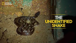 The Unidentified Snake  Snakes SOS Goa’s Wildest  Full Episode  National Geographic [upl. by Ttemme]