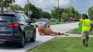 Giant iguana Almost Causes Car Accident on Busy Road Florida iguana Removal [upl. by Nita]