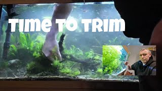 Trim aquarium plant Limnophila sessiliflora and clean this scape part 2 [upl. by Grace90]