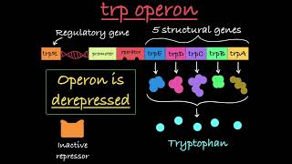 The trp Operon Explained [upl. by Hellman387]