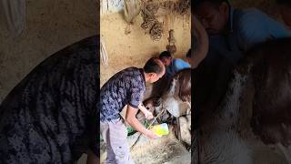 intravenous injection technique in jugular vein in cattleIV injection cannulation in a cow [upl. by Ayn]