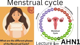 Menstrual cycle Chapter4 lecture2 AHN1 BSN 3rd semester kmu slides in pashto Reproductive system [upl. by Toby]