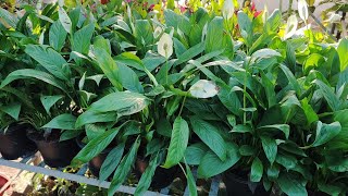 top indoor plants peace lily called gift plant [upl. by Mariandi]