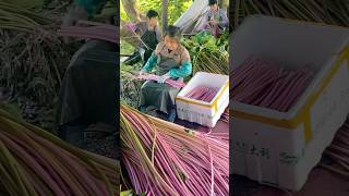 Water LILY Harvest Time Brings Beauty shorts satisfyingvideo [upl. by Llarret]