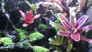 Revolutions Poison Dart Frog Vivarium [upl. by Ezarras345]