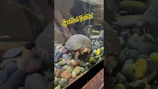 Spotted a Spotted Turtle at the Cleveland Aquarium [upl. by Lledrev918]