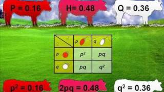 ley de hardyweinberg [upl. by Reta]