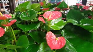 Best care for the Anthurium Plant  Donna Joshi [upl. by Nalyr]