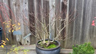 Light Prune To Shape “Little Quick Fire” Panicle Hydrangea 4K November 8 2024 [upl. by Nylloh540]