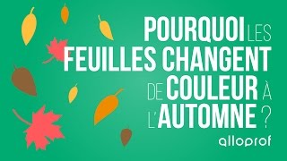 Pourquoi les feuilles changent de couleur à lautomne  sciences  Alloprof [upl. by Ariaet]