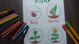 Plant Life Cycle Diagram  How To Draw Plant Life Cycle  Science Drawing [upl. by Franek141]