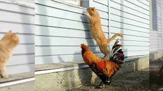 Siberian Farm cats and Pavlovskiy Rooster История фотки Рыжик и петушок 2011 Кот и петух [upl. by Anehsat]