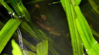 Dragonfly nymph hunting tadpoles Anisoptera [upl. by Houser]