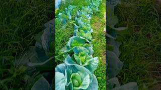 Vegetable garden reviewthuykss  suburb farming garden [upl. by Imit]