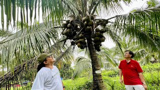 RecordBreaking Coconut Seedling Plantation Pinaka malaki sa Luzon [upl. by Alexia955]