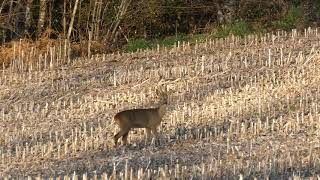 Laboiement du chevreuil  moments Natures [upl. by Eylhsa]