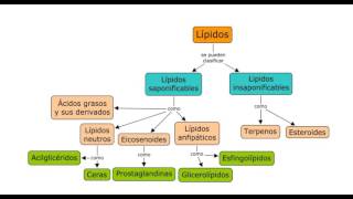 Lípidos concepto clasificación y ác grasos [upl. by Templer528]